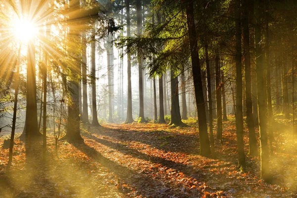 Belle Scène Matinale Dans Forêt Avec Des Rayons Soleil Paysage — Photo