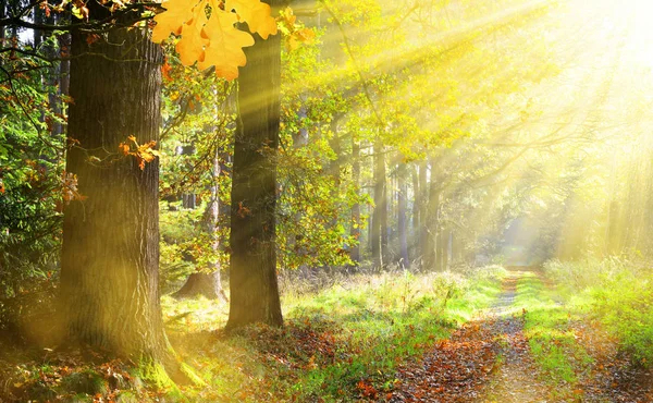 Automne Dans Forêt Avec Les Rayons Soleil — Photo