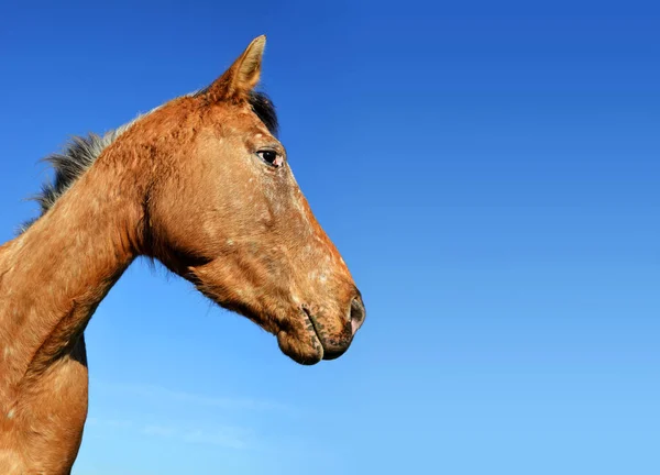 Portret Brązowy Koń Niebieski Niebo Tle — Zdjęcie stockowe