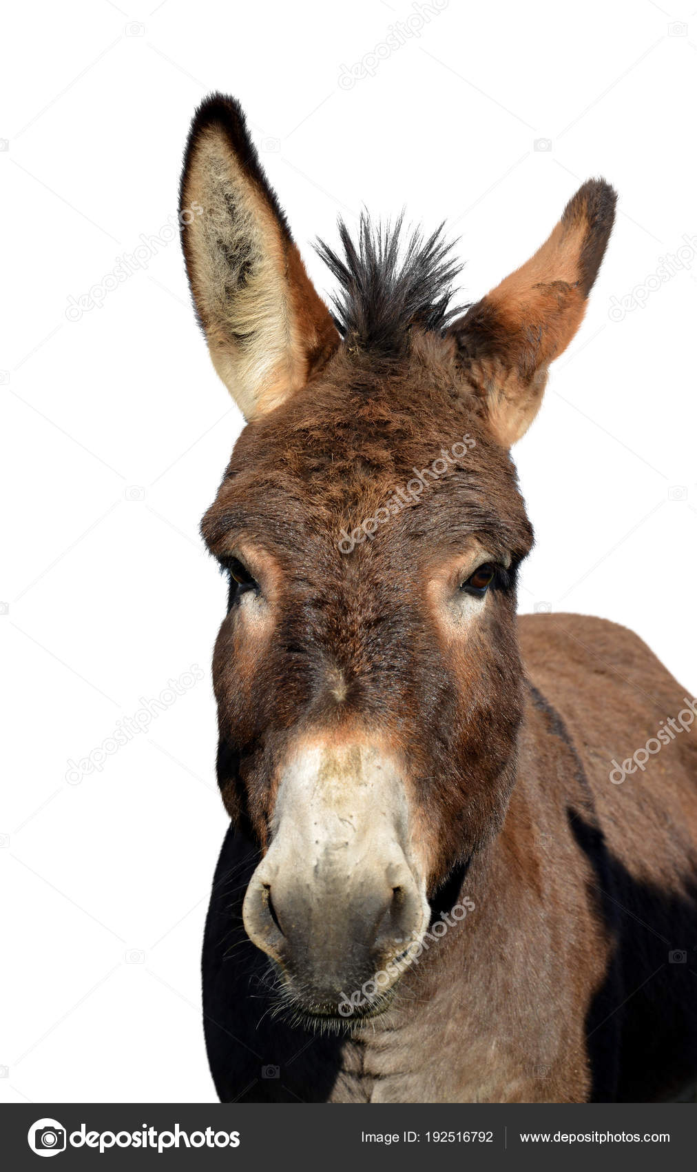 배경에 당나귀의 초상화 — 스톡 사진 © vencav #192516792, image size:1012x1700