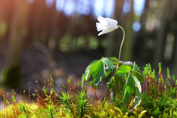 Bellissimo Fiore Bianco Anemone Nemorosa Nella Foresta Primaverile — Foto Stock
