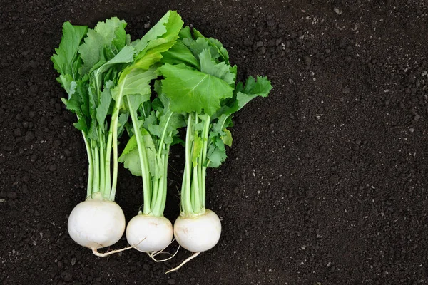 Colheita Fresca Rabanete Branco Com Folhas Verdes Solo — Fotografia de Stock