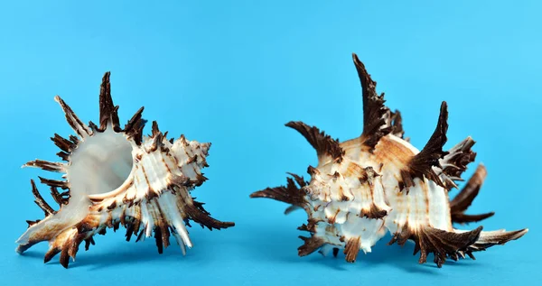 Тропические Раковины Раковины Изолированы Синем Фоне Морская Жизнь — стоковое фото