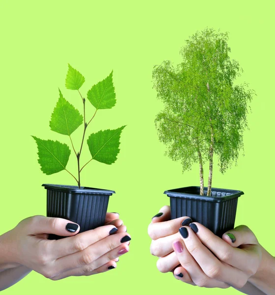 Hands holding tree in pot isolated on green background.