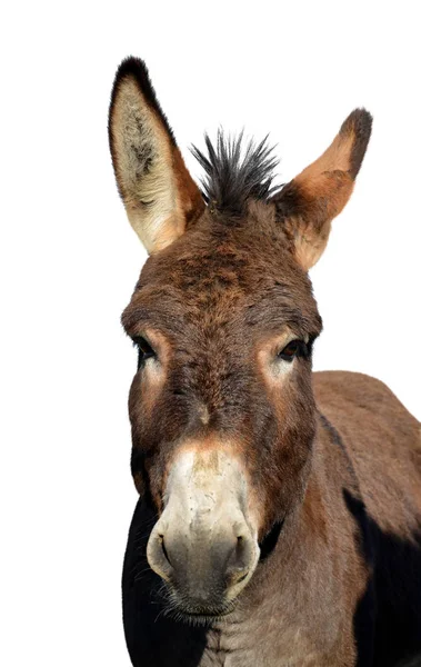 Retrato Burro Aislado Sobre Fondo Blanco — Foto de Stock