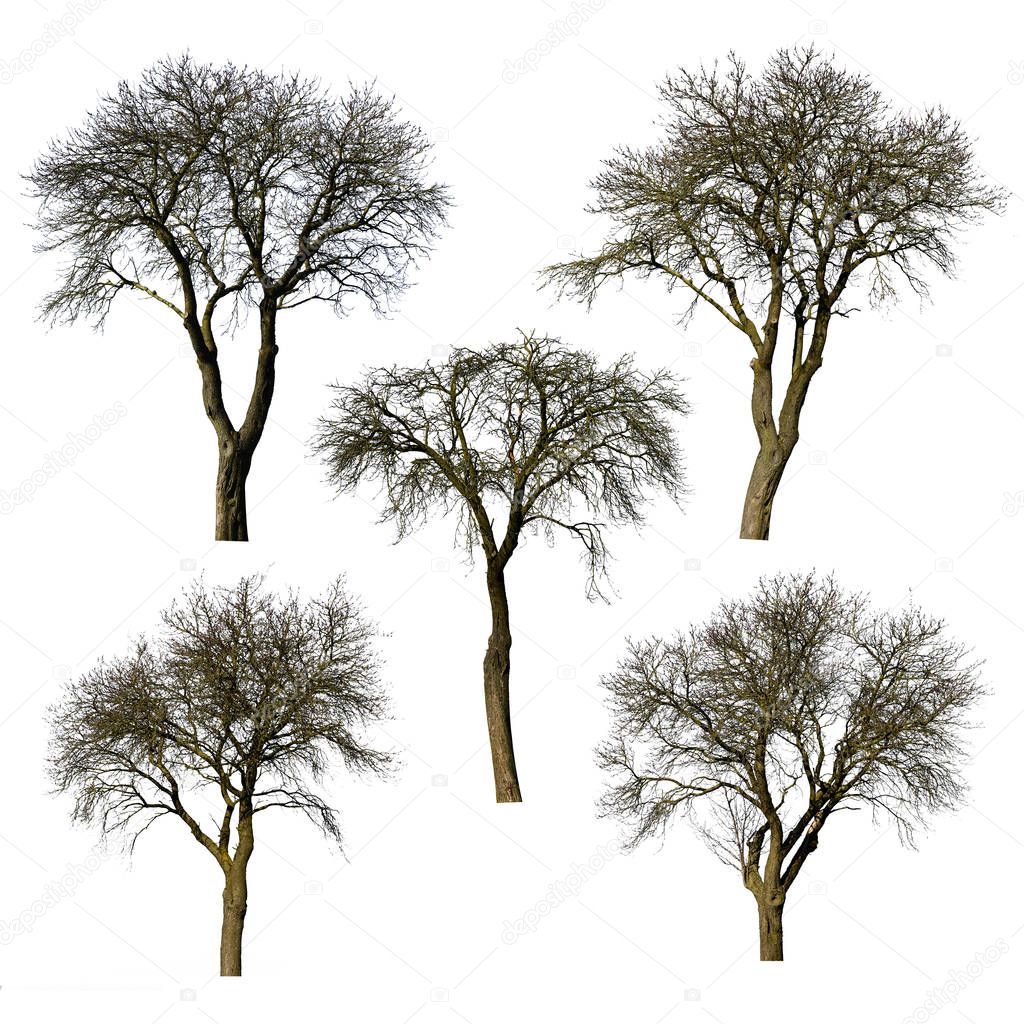 Set of trees without leaves isolated on white background.