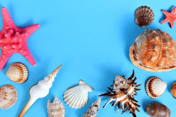 Conchas Caracol Tropical Con Estrellas Mar Aisladas Sobre Fondo Azul — Foto de Stock