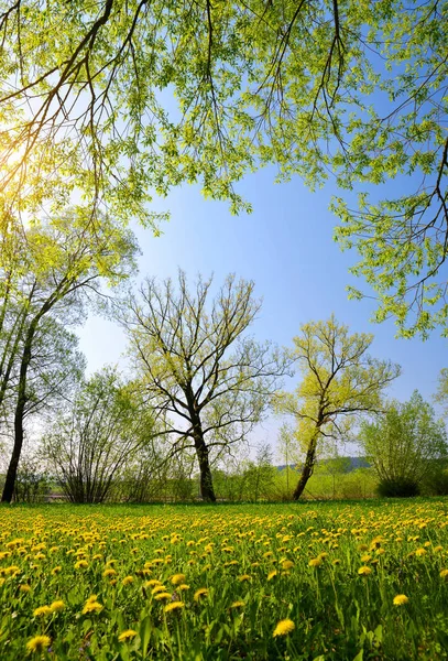 タンポポの草原の木 チェコ共和国で春の田園風景 — ストック写真