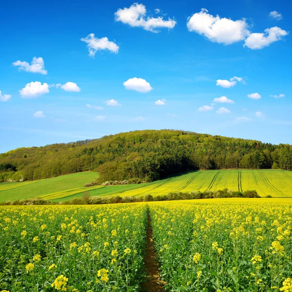 Våren Landskap Med Fält Raps Solig Dag Landsbygden Tjeckien — Stockfoto