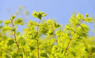 Spring branch of Metasequoia glyptostroboides ( Dawn Redwood ) with young leaves. clipart