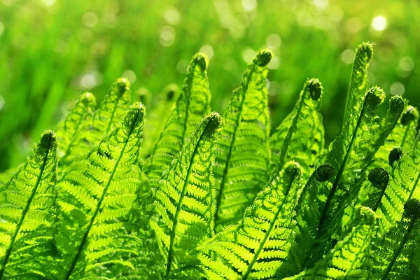 Листья Папоротника Зеленом Фоне — стоковое фото