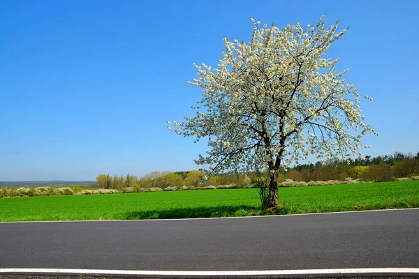 Асфальтована Дорога Квітуча Вишня Сонячному Весняному Пейзажі — стокове фото