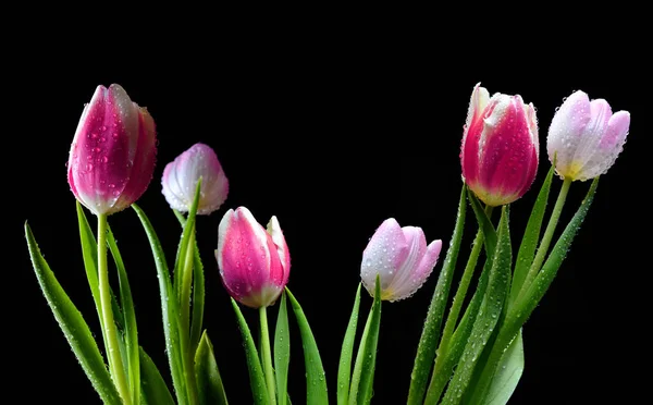 Gocce Rugiada Tulipani Rosa Isolati Sfondo Nero — Foto Stock