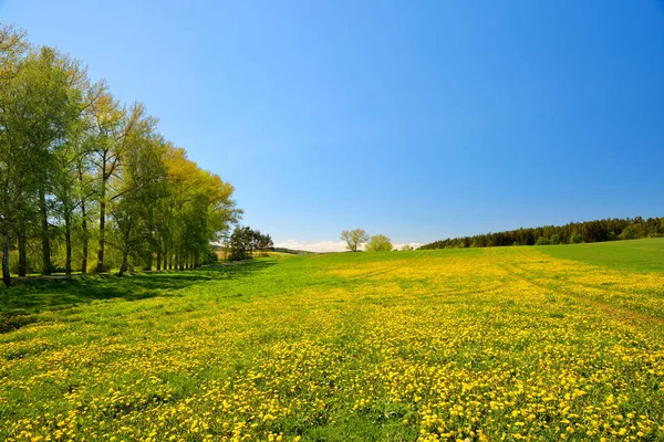 Våren Landskap Med Klar Himmel Blommande Maskrosor Äng — Stockfoto