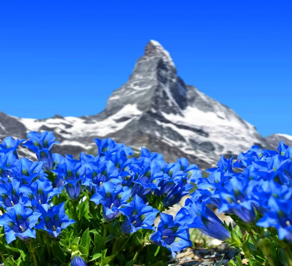 Mooie Berg Matterhorn Met Bloeiende Gentiaan Walliser Alpen Zwitserland — Stockfoto
