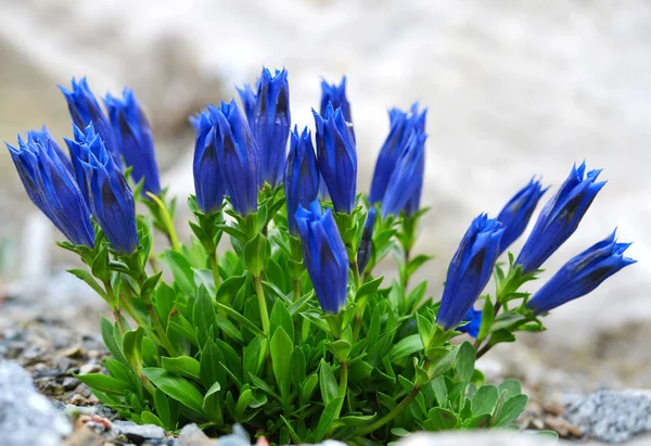 茎龙胆 龙胆星毛 是高山蓝花生长在阿尔卑斯 — 图库照片