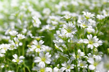 White flowers Chickweed or Cerastium arvense on meadow. clipart