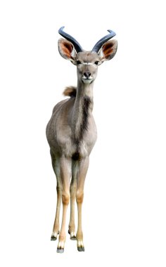 Beyaz bir arka plan üzerinde izole Büyük kudu.