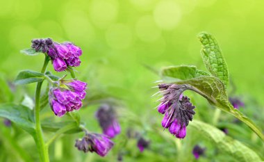 Karakafes (Symphytum officinale), Tıpta kullanılan bitki.