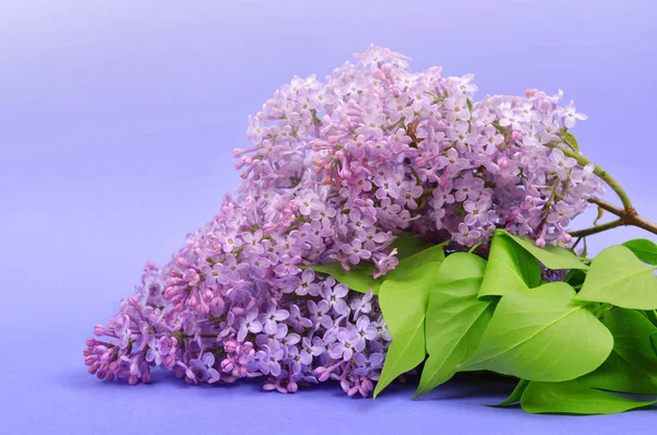 Fleurs Lilas Fleuries Avec Des Feuilles Vertes Sur Fond Violet — Photo