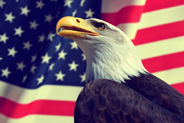 Retrato Águila Calva Fondo Bandera Estadounidense — Foto de Stock