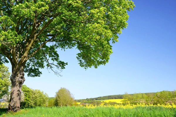 Oude Esdoorn Weide Lente Landschap Tsjechië — Stockfoto