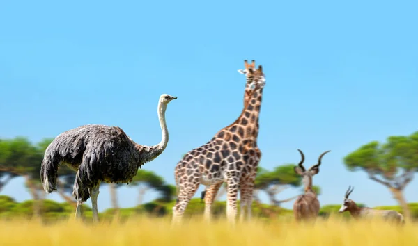 鸵鸟与长颈鹿和羚羊在大草原上 非洲野生动物 — 图库照片