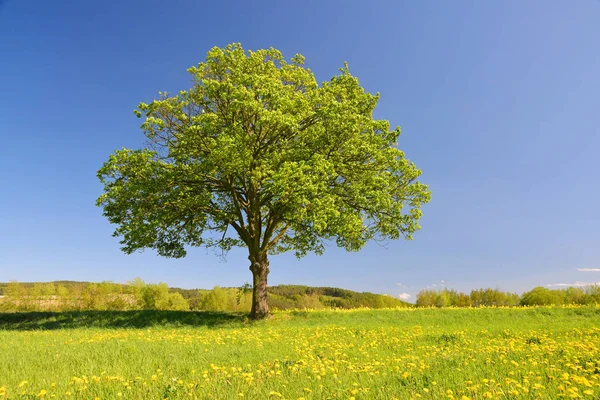 在草地上的老枫树与蒲公英 捷克共和国春季景观 — 图库照片