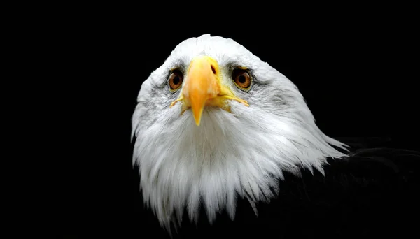 Portret Van Een Kale Adelaar Haliaeetus Leucocephalus Geïsoleerd Een Zwarte — Stockfoto