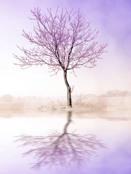 Piękny Zimowy Krajobraz Zamarzniętym Drzewem Polu — Zdjęcie stockowe