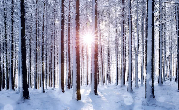 Lever Soleil Dans Forêt Entre Les Troncs Arbres Paysage Enneigé — Photo