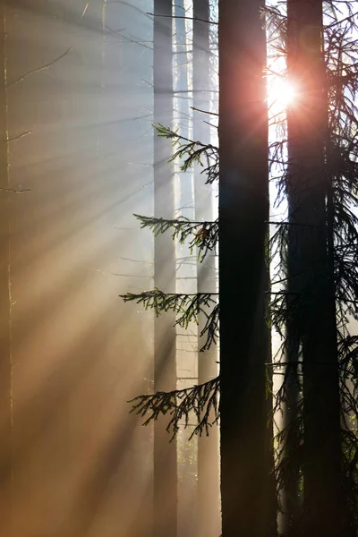 Sunrise Trees Trunks Morning Scene Sunbeams Misty Forest — Stock Photo, Image