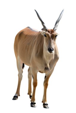 Beyaz arkaplanda Eland antilobu (Taurotragus oryx) bulunur. Savannah hayvanı..