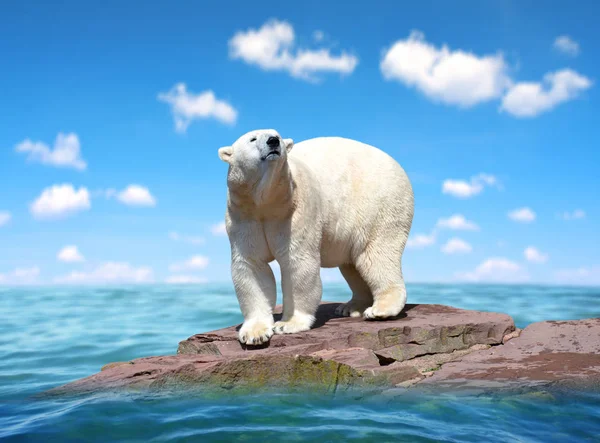 Niedźwiedź Polarny Stoi Skale Środku Morza Zmiana Klimatu Lub Temat Obrazek Stockowy