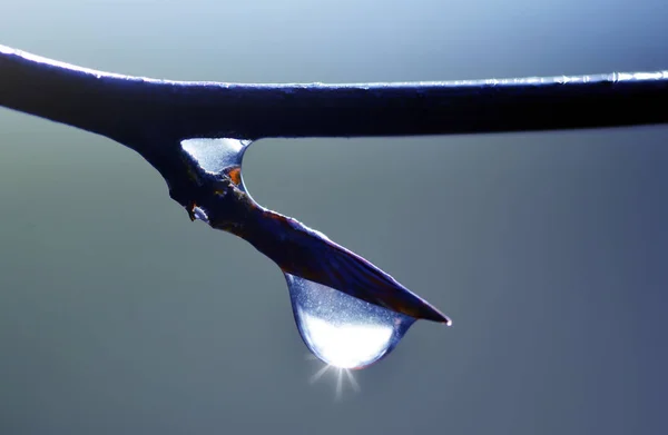 Hermosa Gran Gota Transparente Agua Rama Del Árbol Cerca Fondo —  Fotos de Stock