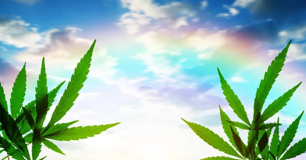 Cannabis Leaf Marijuana Rainbow Sunset Sky Background — Stock Photo, Image