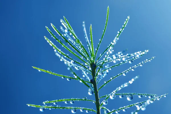 Wassertropfen Auf Die Nadeln Des Kiefernzweiges Aus Nächster Nähe Hintergrund — Stockfoto