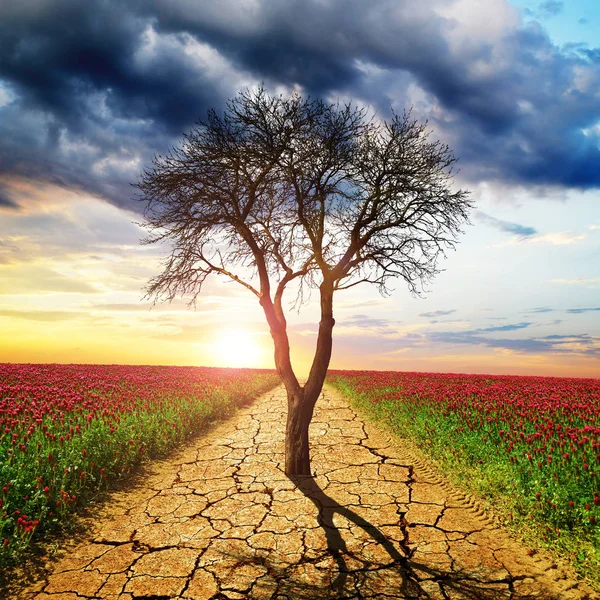 Dry Cracked Earth Dead Tree Middle Blooming Field Concept Change — Stock Photo, Image