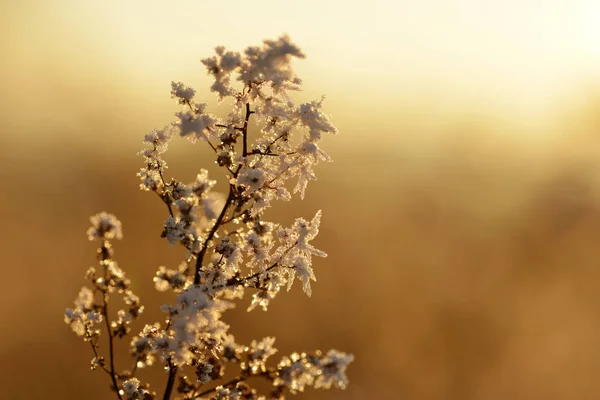 Hoarfrost Növényen Naplementekor Téli Szezon — Stock Fotó