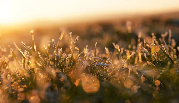 Gefrorenes Gras Aus Nächster Nähe Bei Sonnenuntergang Hintergrund Natur — Stockfoto