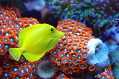 The yellow tang (Zebrasoma flavescens) with corals reef in the background. Fish from Acanthuridae family.