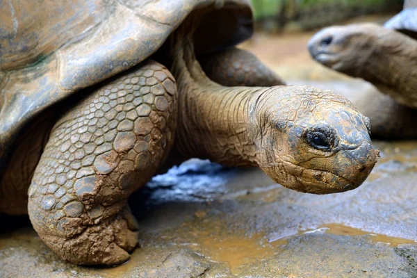 Seszele Giant Tortoises Aldabrachelys Gigantea Zbliżenie — Zdjęcie stockowe