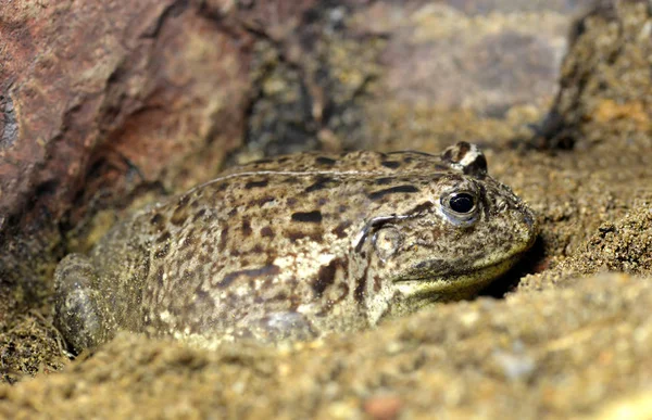 Bullfrog Africano Rana Pixie Pyxicephalus Adspersus — Foto Stock