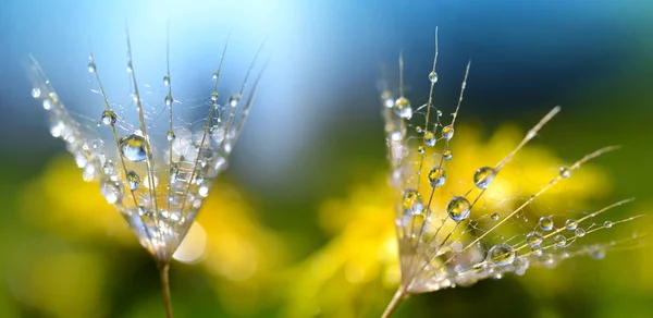 Macro Photo Graines Pissenlit Avec Des Gouttes Eau Fond Printanier — Photo