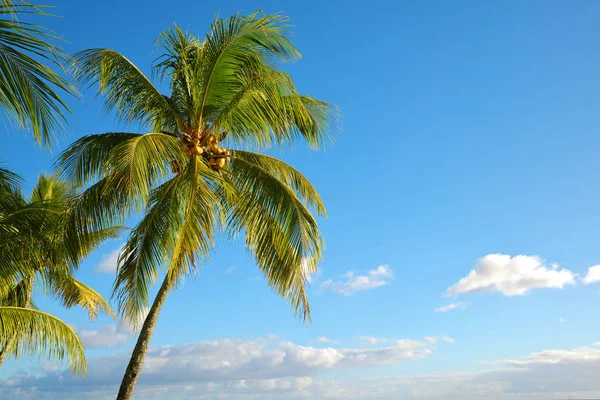 Palmeras Coco Con Cielo Azul Fondo —  Fotos de Stock