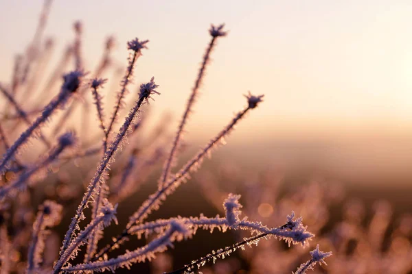 Замерзання Рослині Під Час Заходу Сонця Зимовий Сезон — стокове фото