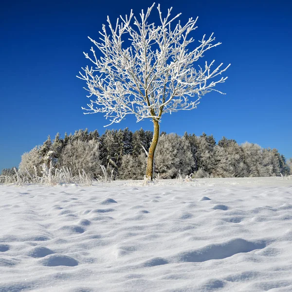 Árbol Congelado Campo Cielo Azul Soleado Paisaje Invierno — Foto de Stock