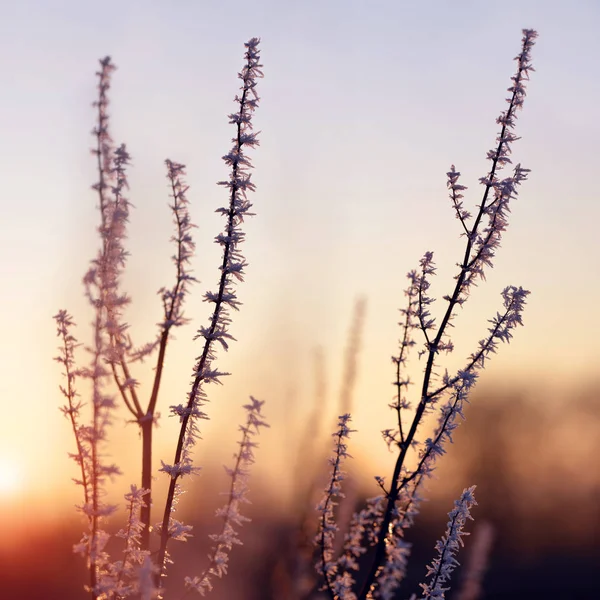 Hoarfrost Növényen Naplementekor Téli Szezon — Stock Fotó