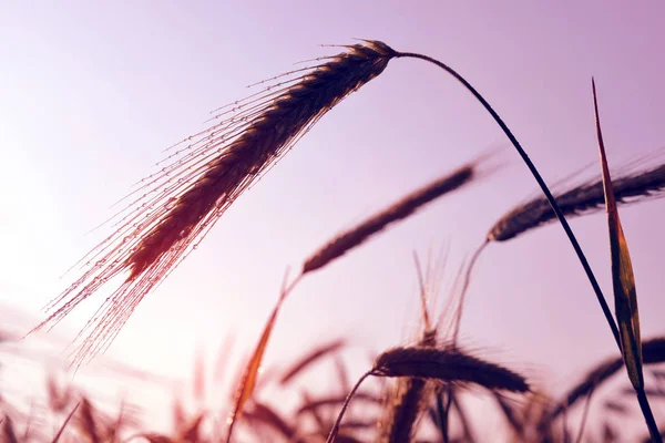 Water Drops Ear Barley Sunrise Nature Background — 스톡 사진