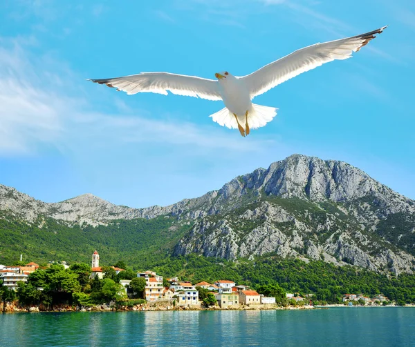 Gaviota Volando Sobre Mar Cerca Ciudad Gradac Makarska Riviera Sur — Foto de Stock
